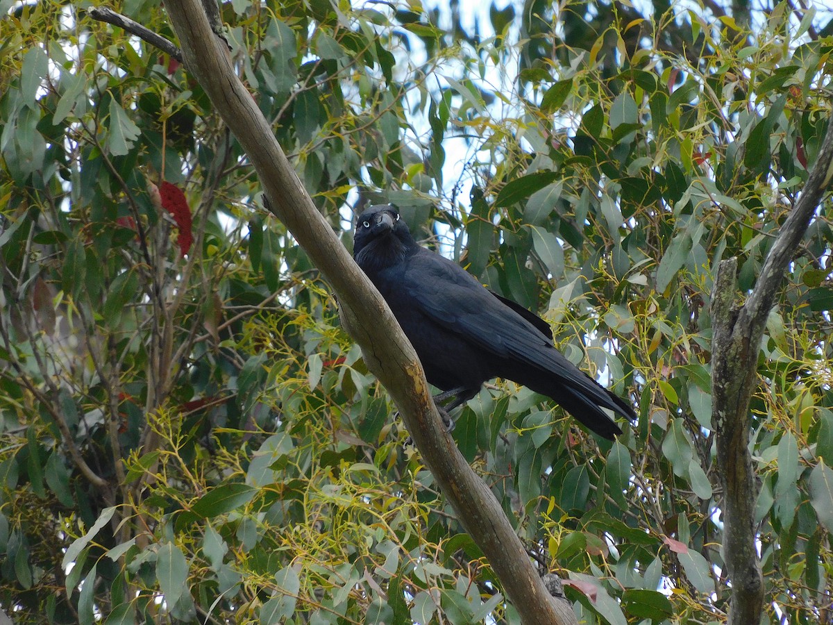 Corbeau de Tasmanie - ML509843051