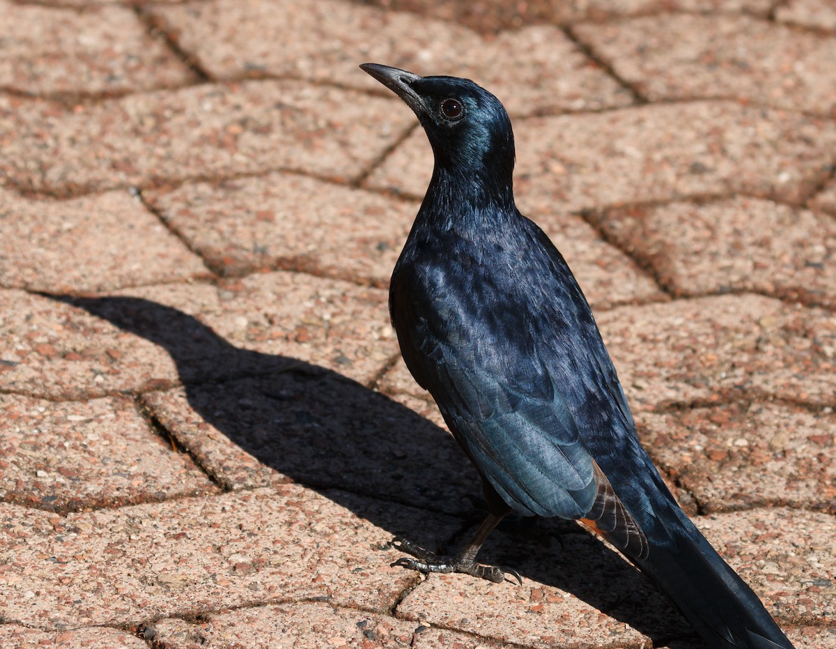 Red-winged Starling - ML50984341