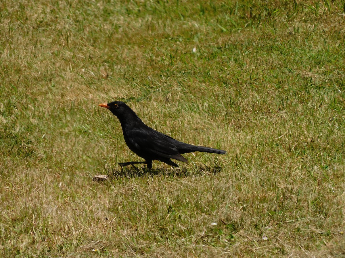 Eurasian Blackbird - George Vaughan