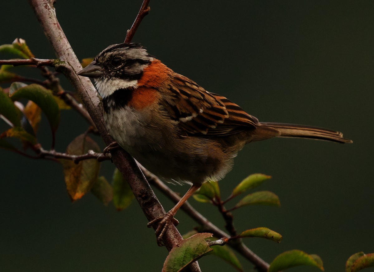 Rufous-collared Sparrow - ML509846331