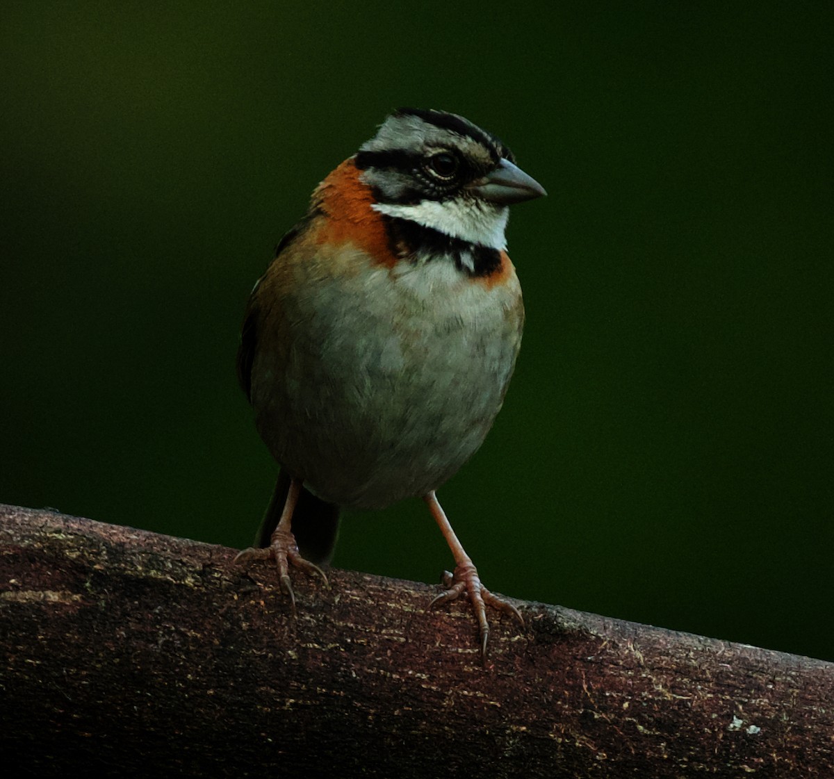 Rufous-collared Sparrow - David Ascanio