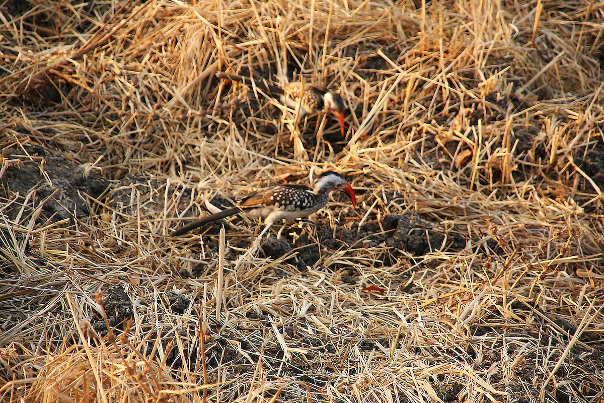 Southern Red-billed Hornbill - Eduardo Soler