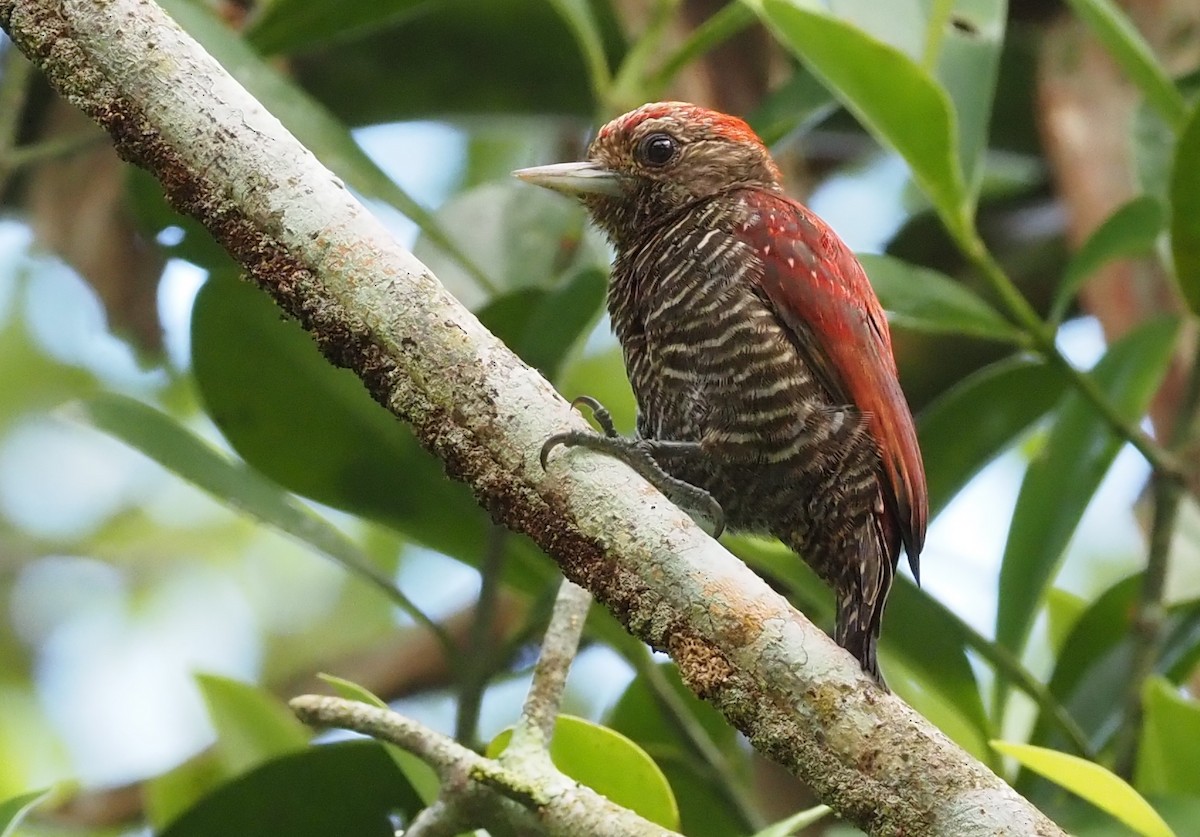 Blood-colored Woodpecker - ML509855181