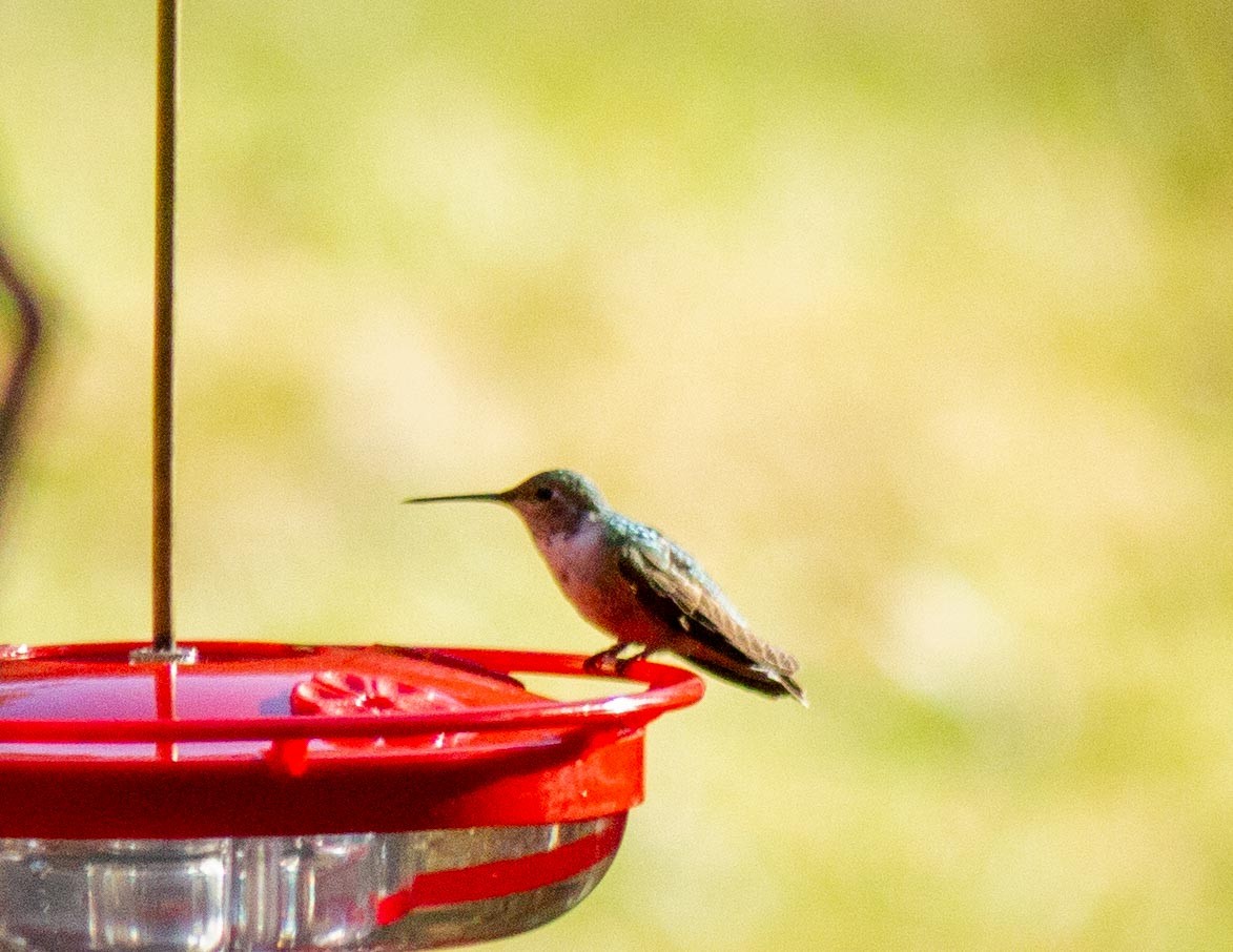 Maine eBird Checklist 1 Dec 2022 stakeout Broadtailed Hummingbird