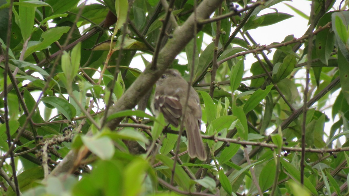 Coopmans's Elaenia - Elaenia Brachyptera - Media Search - Macaulay 