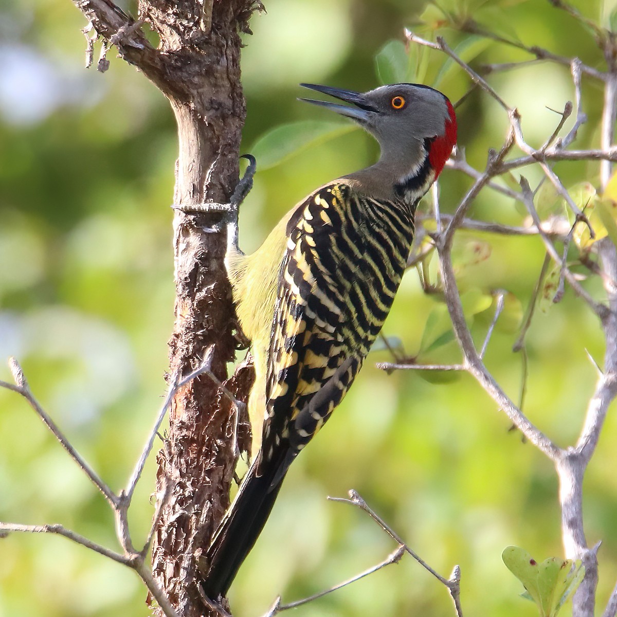 Hispaniolan Woodpecker - ML509868541