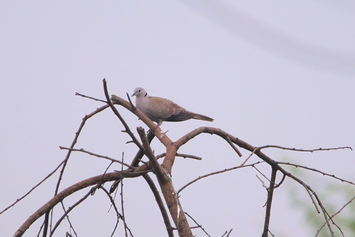 Eurasian Collared-Dove - ML509870981