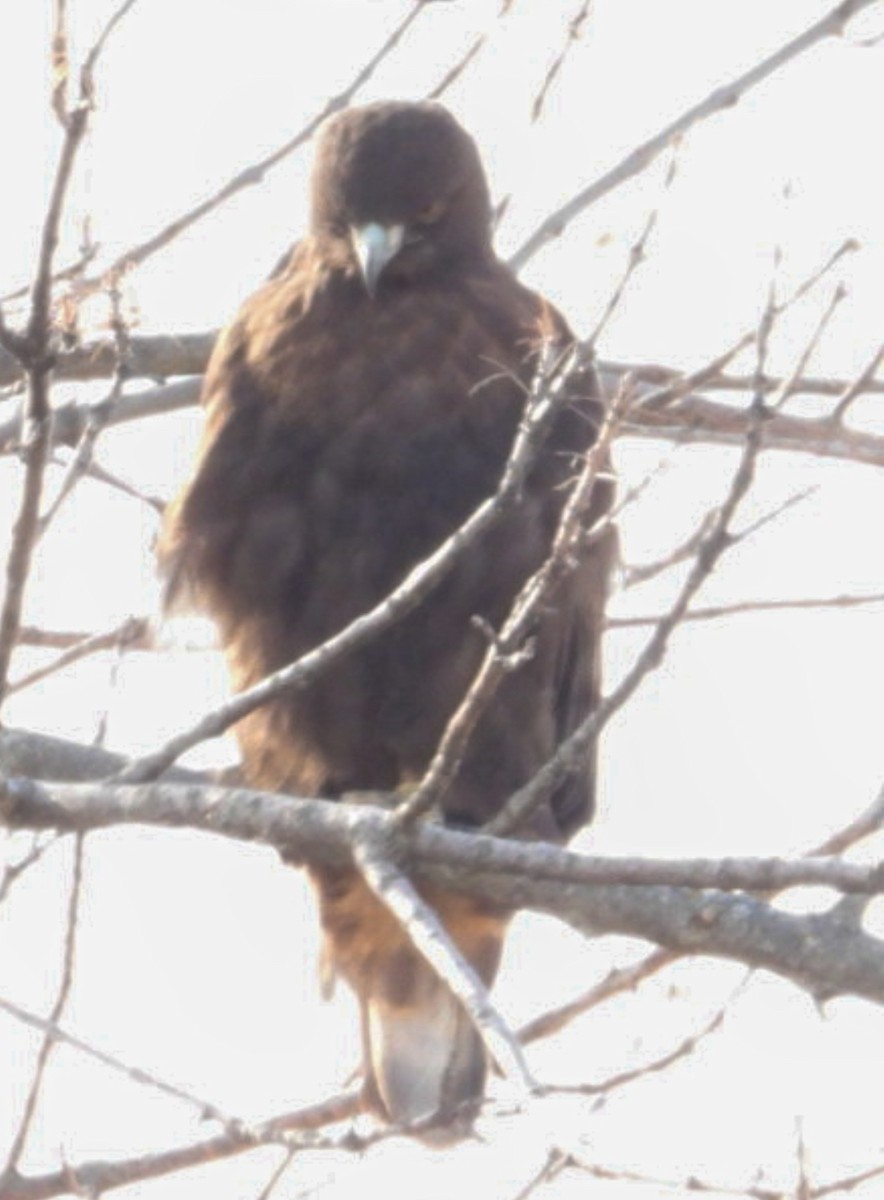 Red-tailed Hawk (calurus/alascensis) - ML509873241