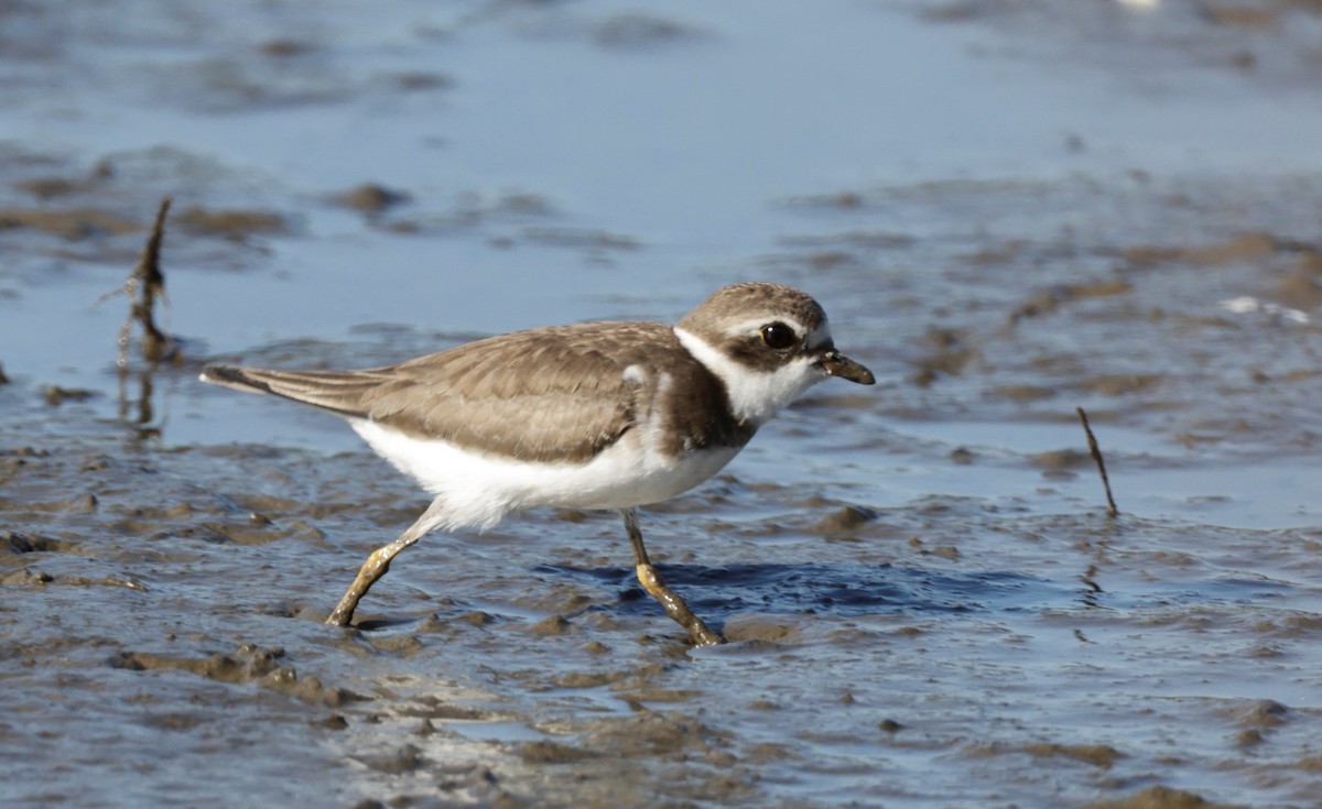 Semipalmated Plover - ML509874311