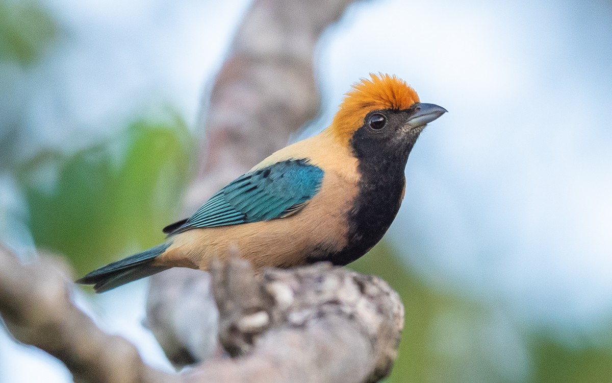 Burnished-buff Tanager - ML509876101