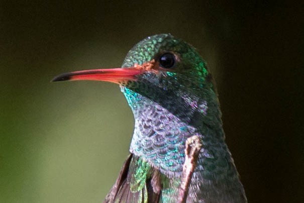 Rufous-tailed Hummingbird - Tim Liguori