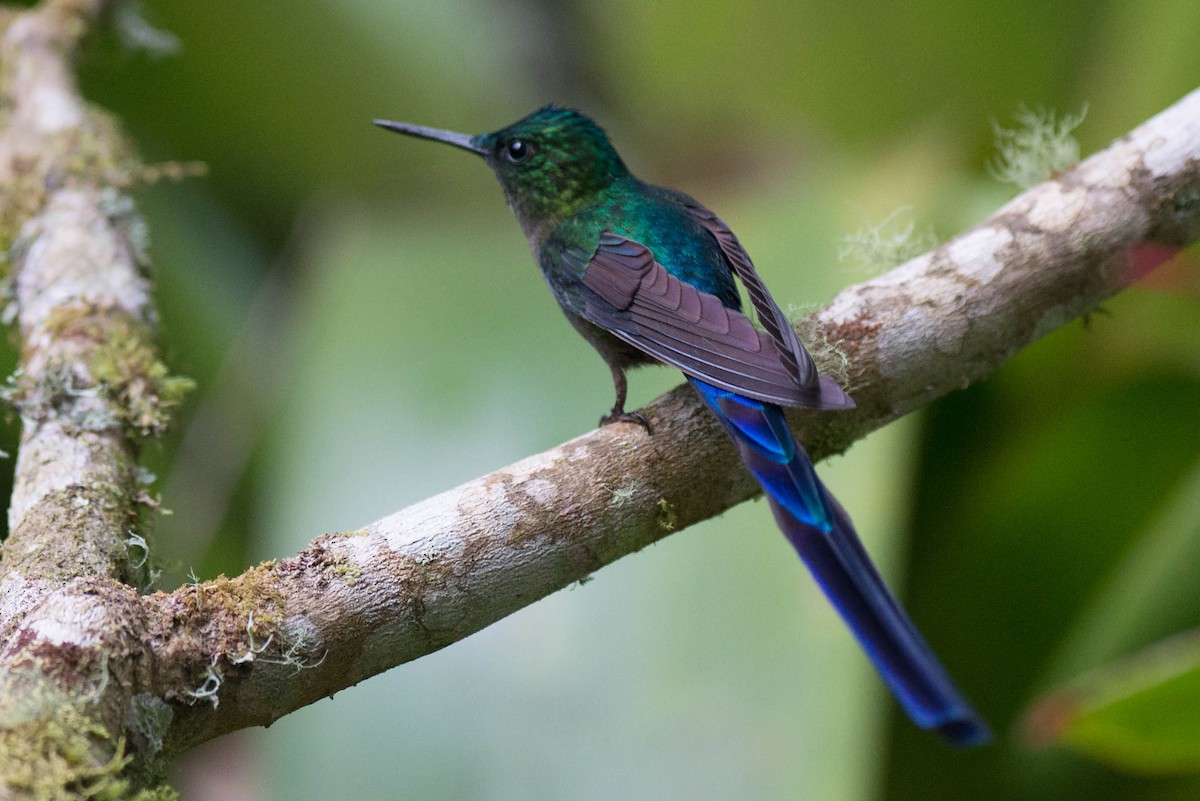 Violet-tailed Sylph - ML50988131