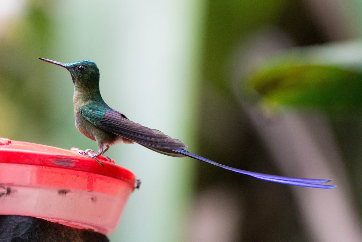 Violet-tailed Sylph - ML50988141