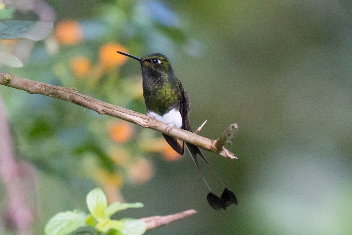 White-booted Racket-tail - ML50988261