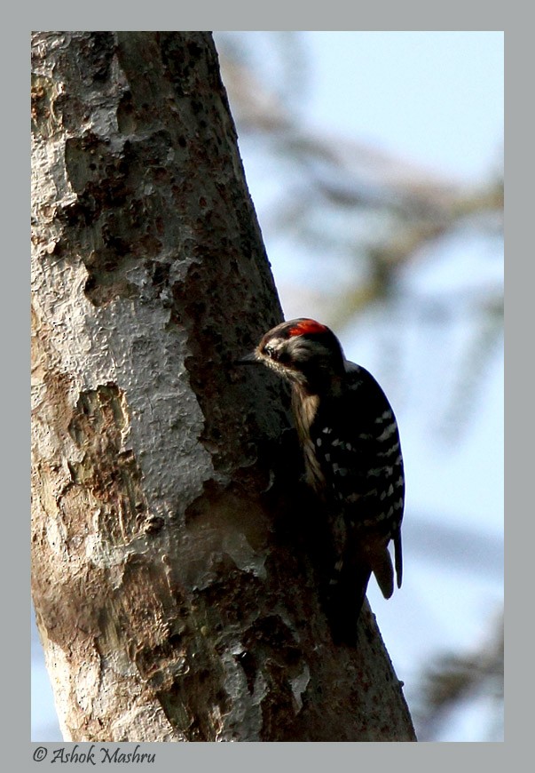 Gray-capped Pygmy Woodpecker - ML509883331