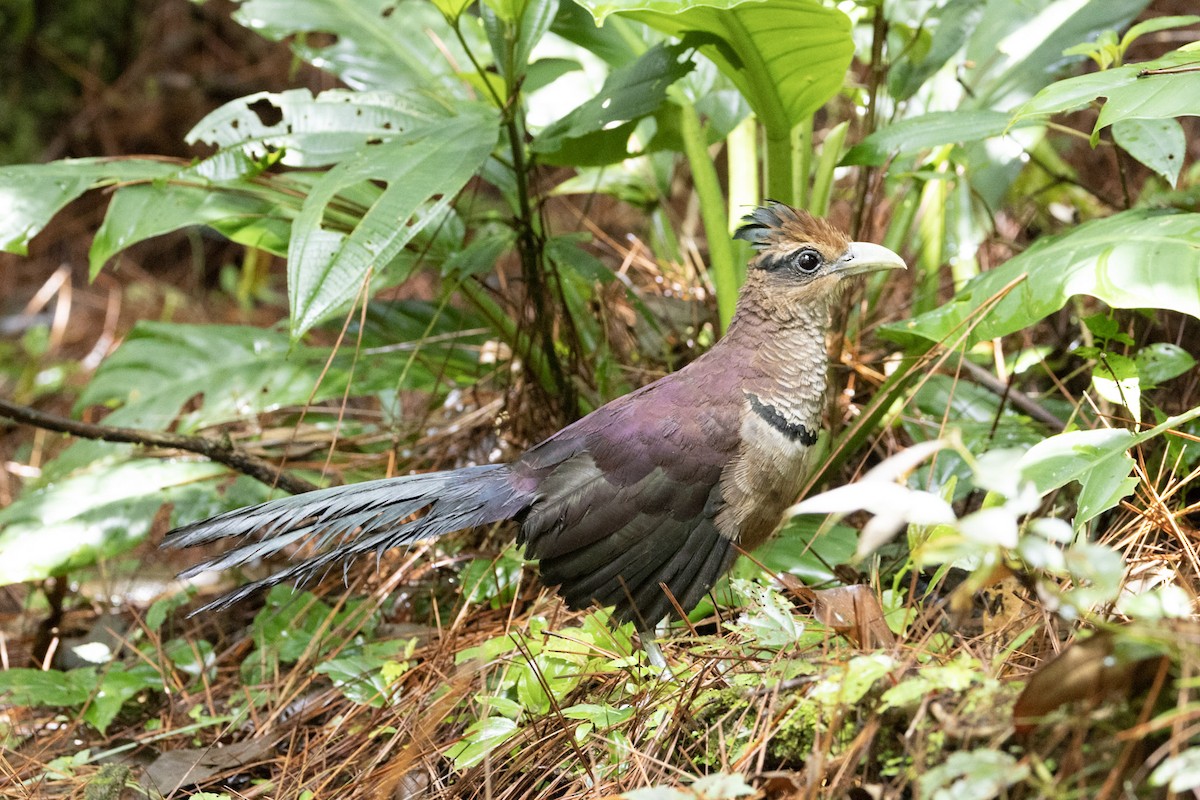 Rufous-vented Ground-Cuckoo - Andrew Hester