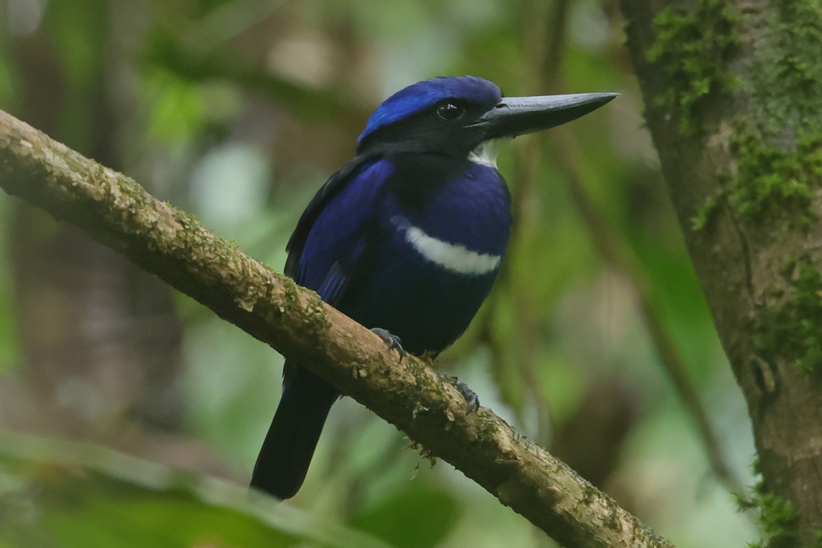 Blue-black Kingfisher - ML509888451