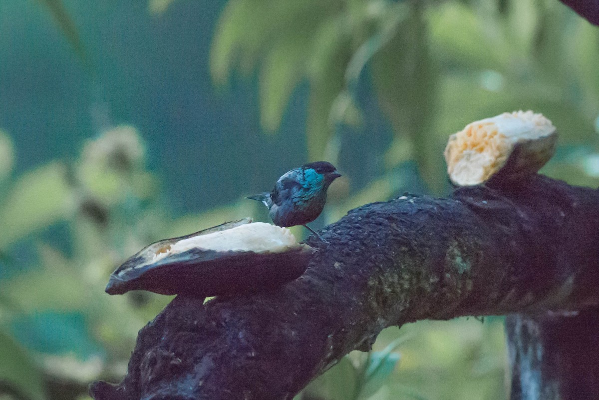 Black-capped Tanager - ML50988891