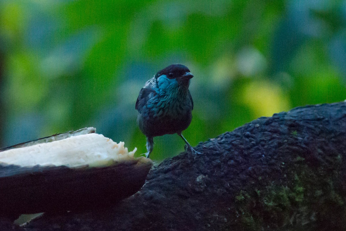 Black-capped Tanager - ML50988911