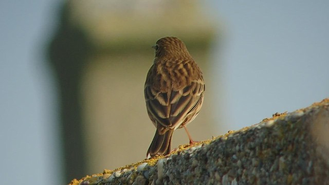 Meadow Pipit - ML509893411