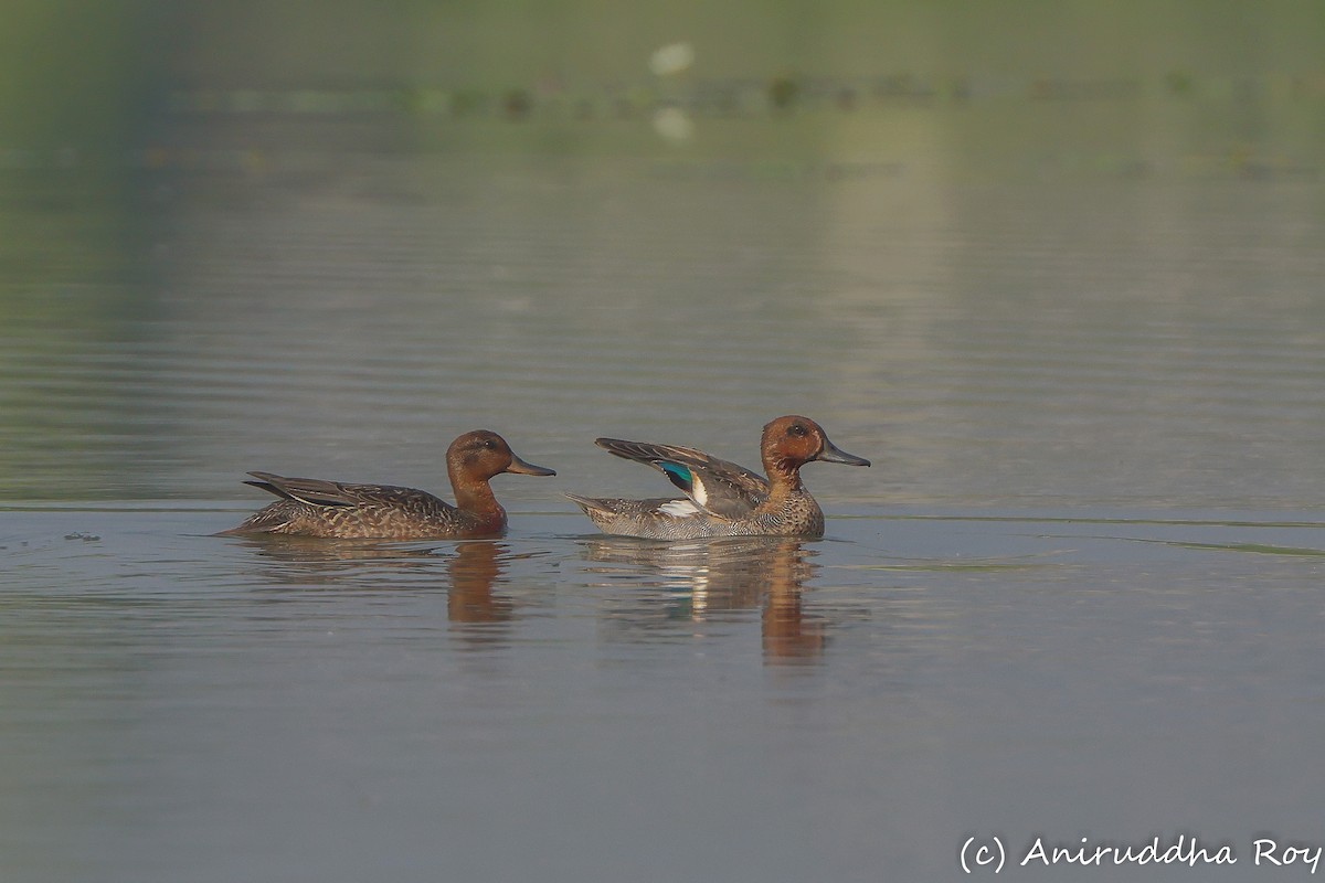 Green-winged Teal - ML509894251