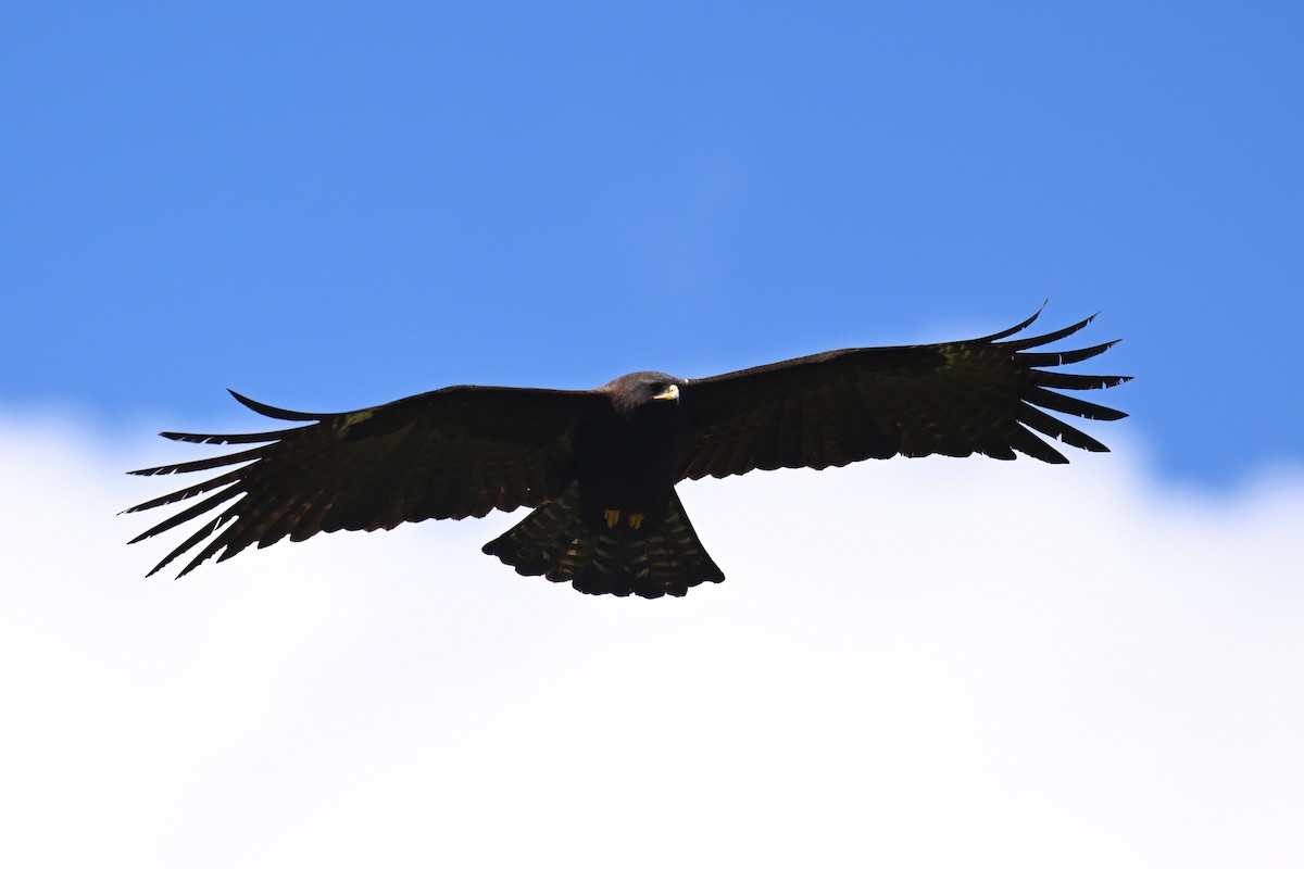 Black Eagle - Kalong Huang