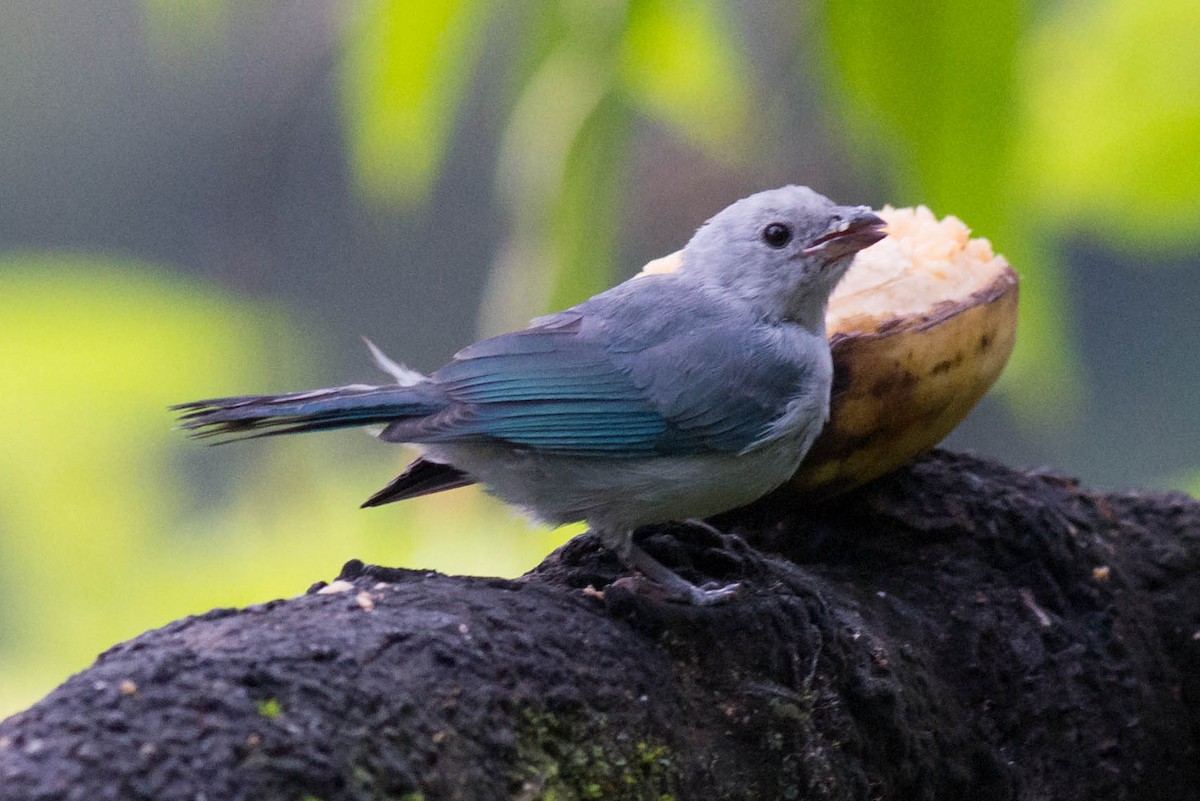 Blue-gray Tanager - ML50989711