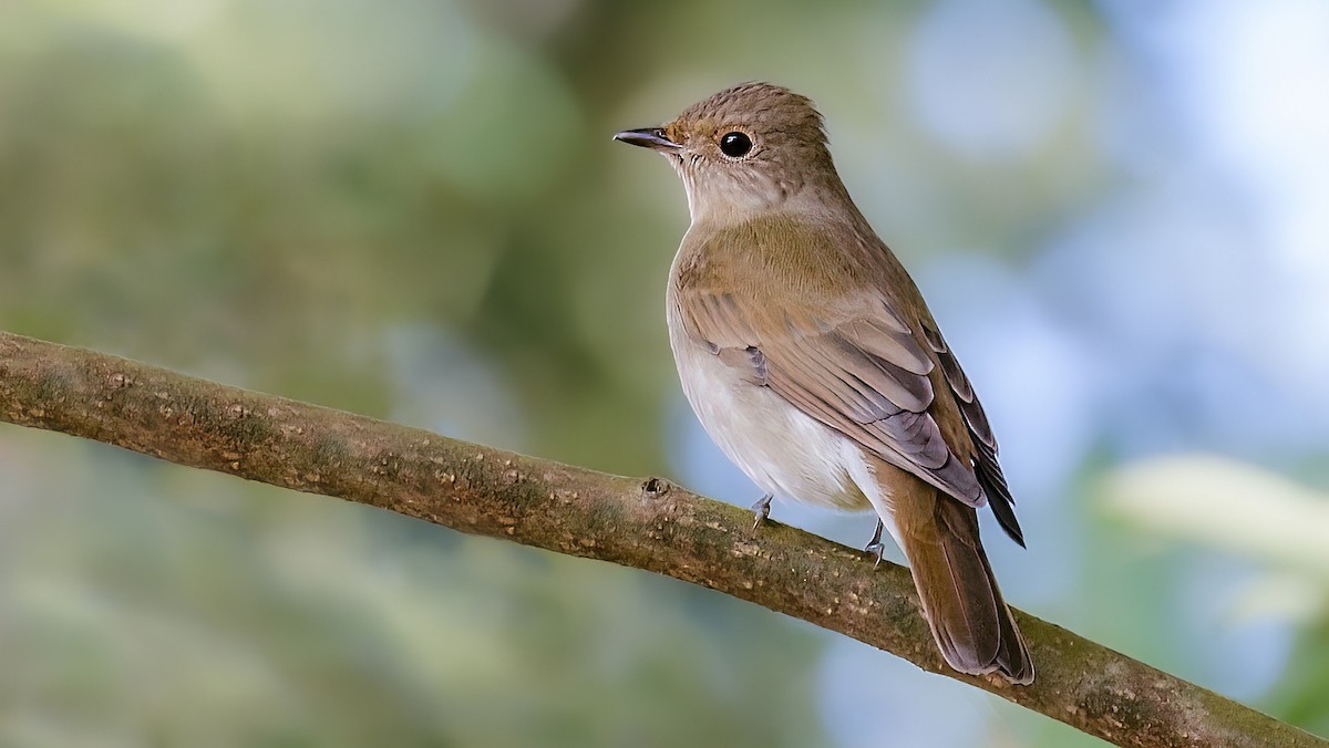 Blue-and-white Flycatcher - ML509897461