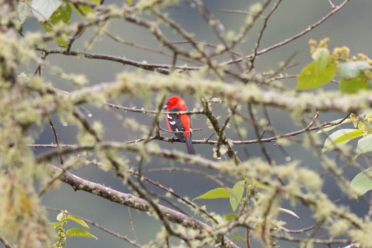 White-winged Tanager - ML50989841