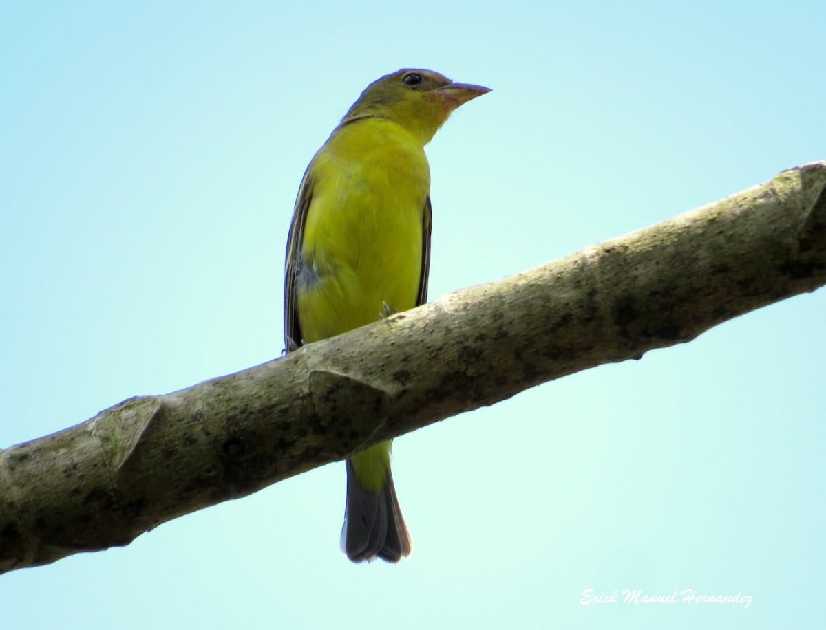 Western Tanager - ML50989911