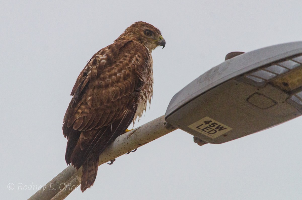 Red-tailed Hawk - ML509900051