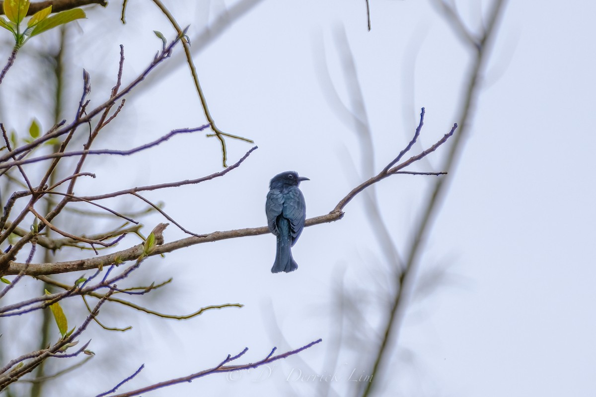 Square-tailed Drongo-Cuckoo - ML509900811
