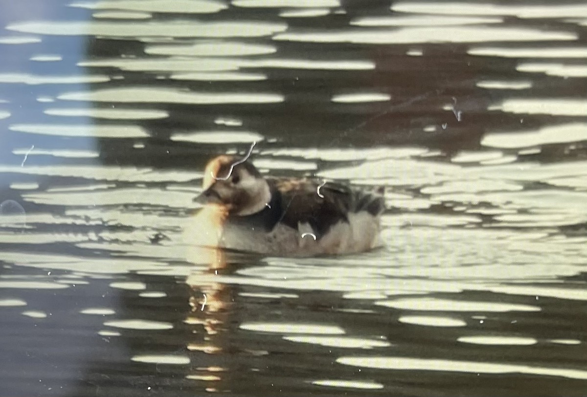 Long-tailed Duck - ML509901021