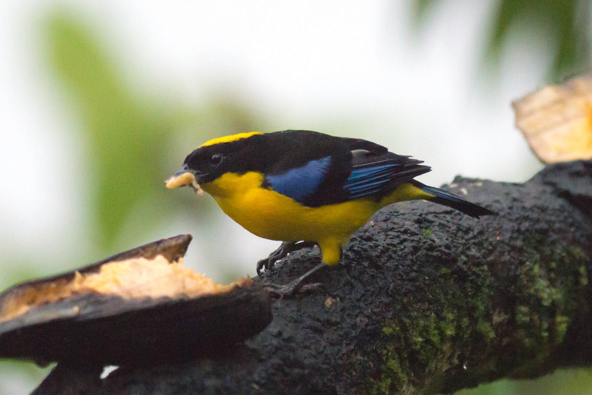 Blue-winged Mountain Tanager - ML50990501