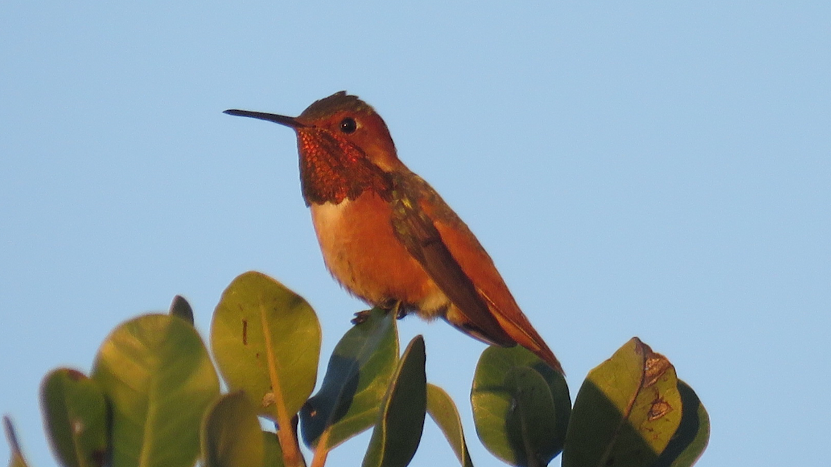 Rufous Hummingbird - Ruben  Stoll