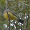 Tyrannus sp. (yellow-bellied) - ML50991041