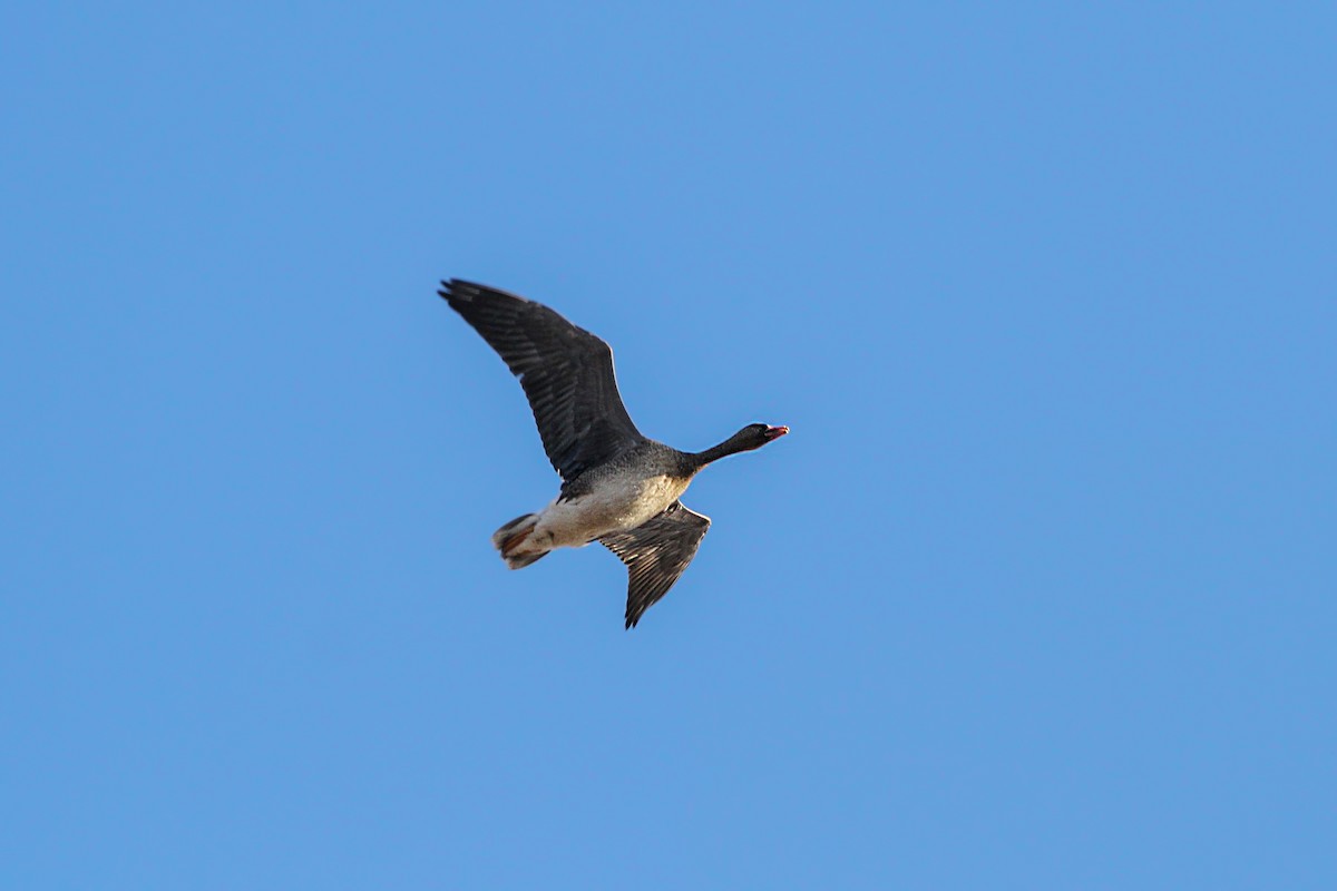 Greater White-fronted Goose - ML509910421