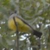 yellow-bellied kingbird sp. - John McCallister
