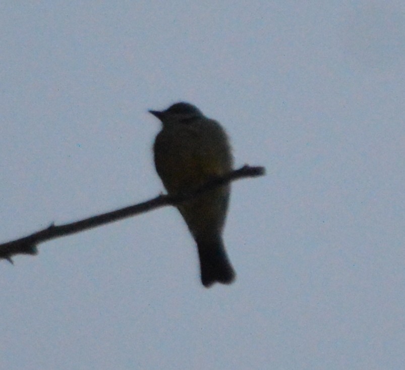 yellow-bellied kingbird sp. - ML50991111