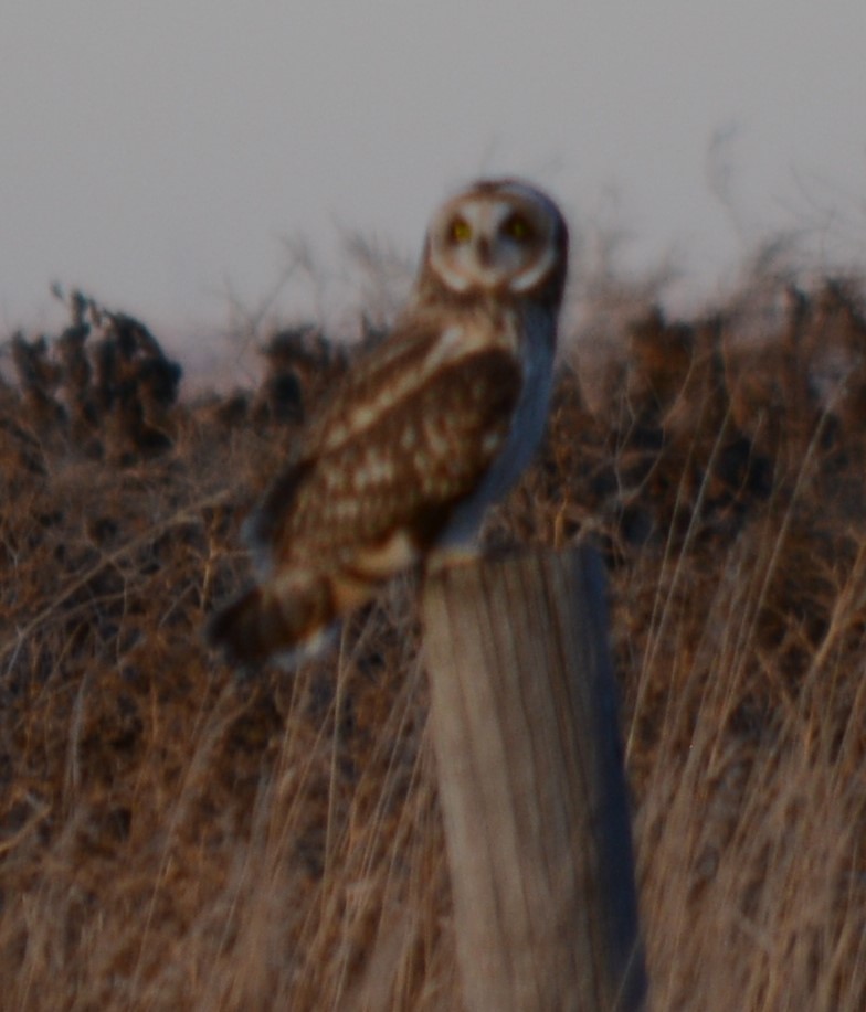 Short-eared Owl - ML509913161