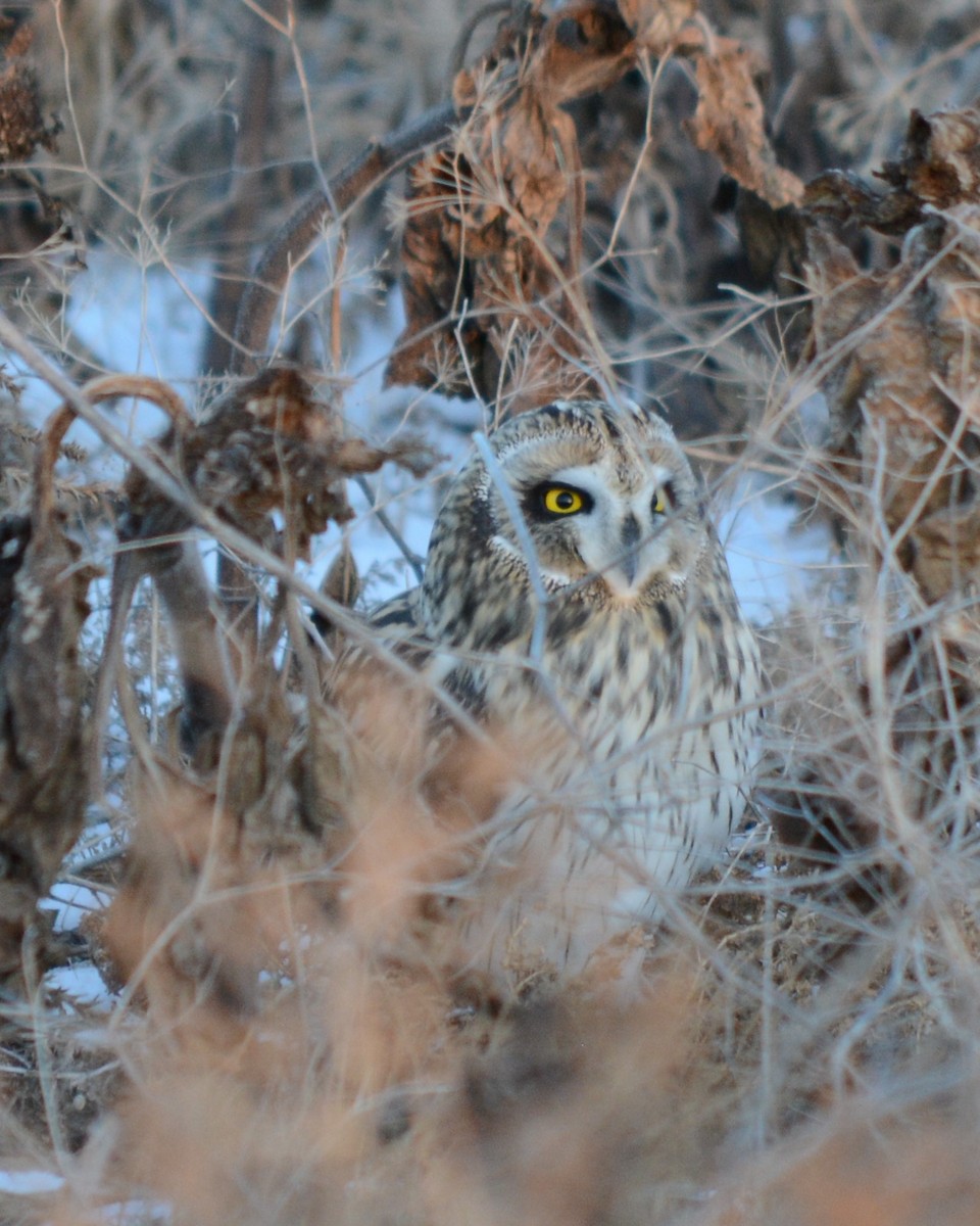 Short-eared Owl - ML509913171