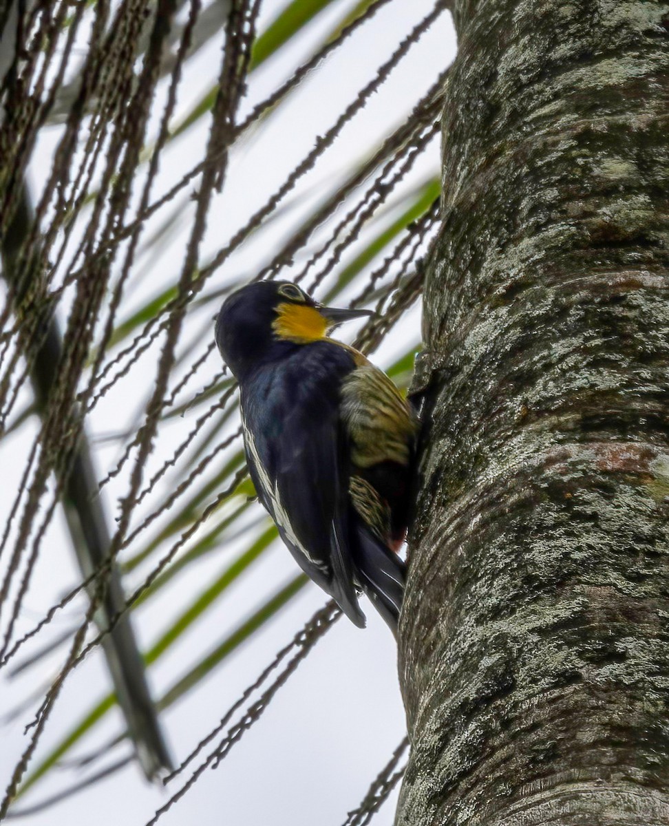 Yellow-fronted Woodpecker - ML509913601
