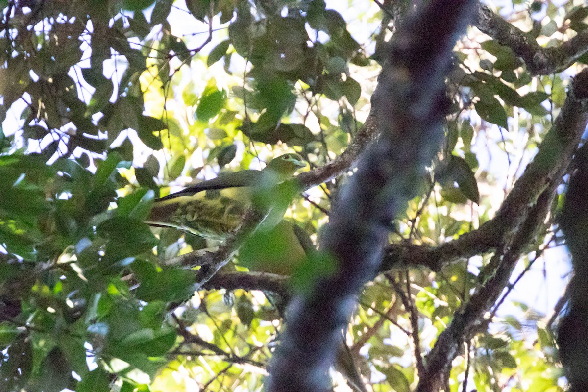 Суматранский зелёный голубь - ML509917011