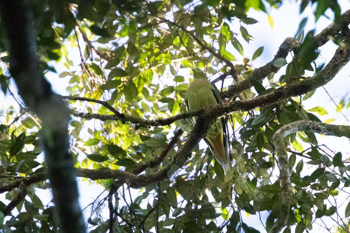 Sumatra Yeşil Güvercini - ML509917021