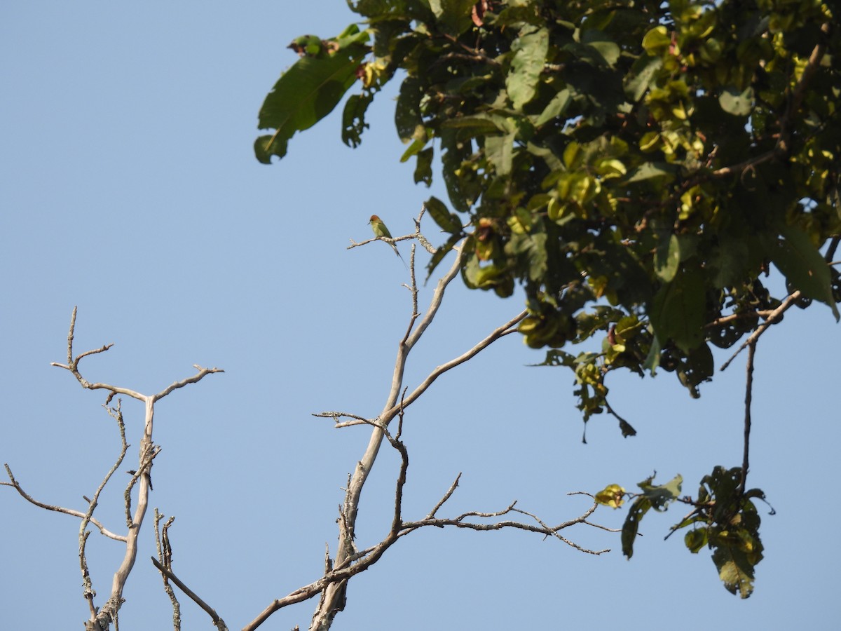 Asian Green Bee-eater - ML509919041