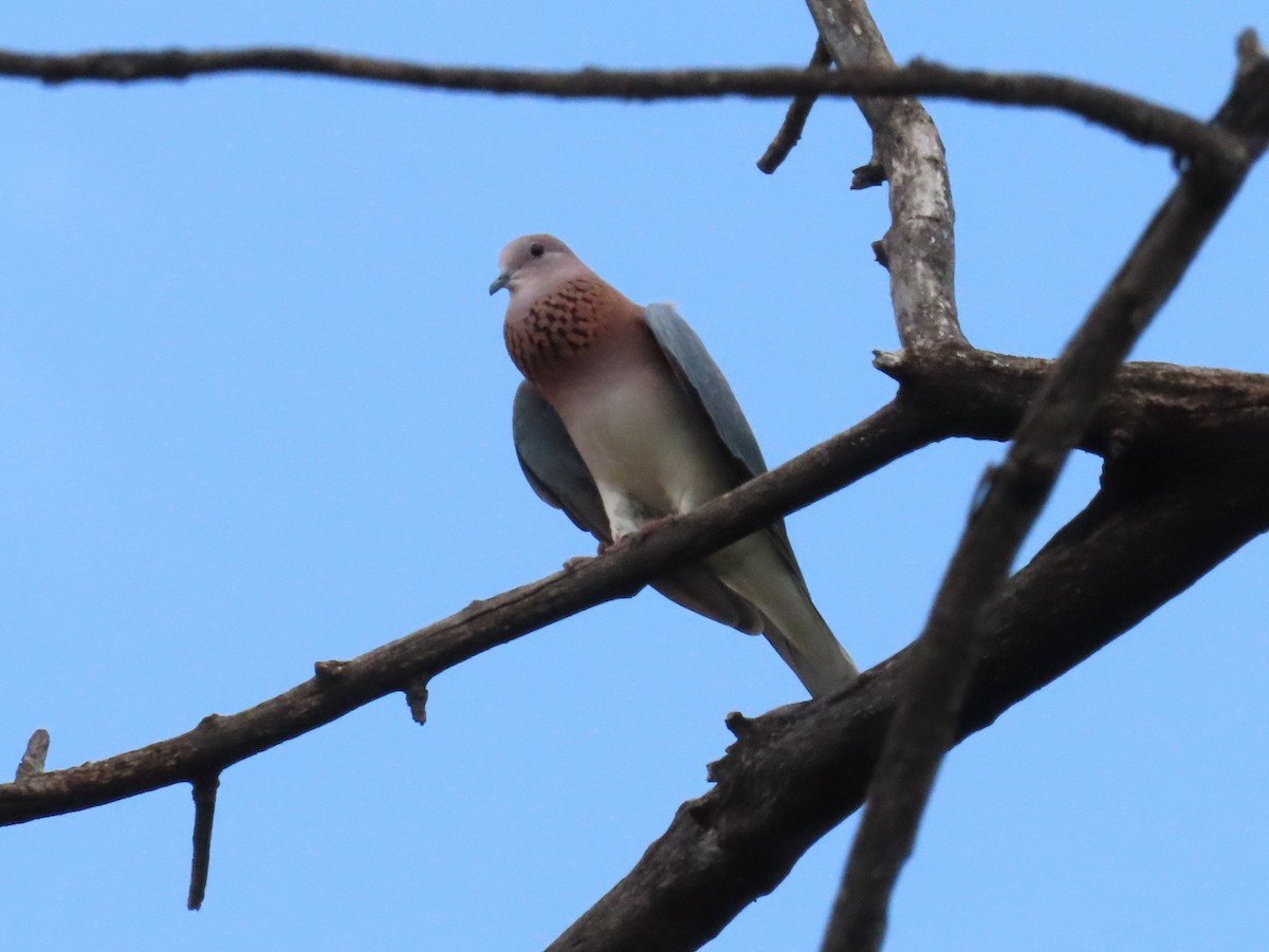 Laughing Dove - ML509926161