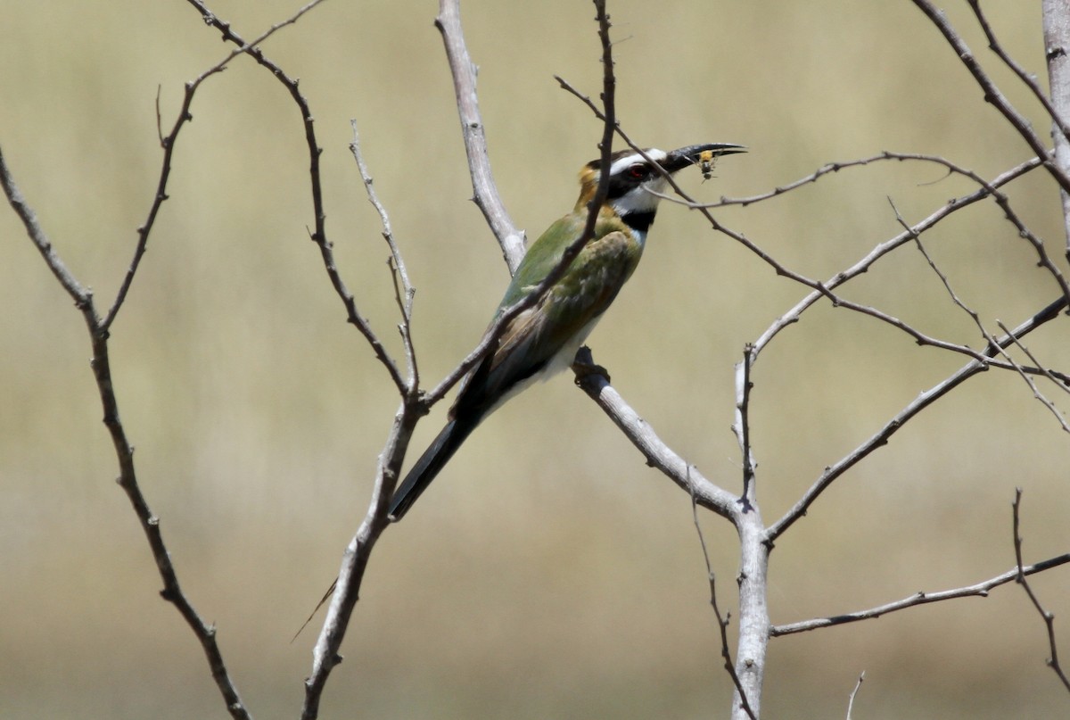 White-throated Bee-eater - ML509926771