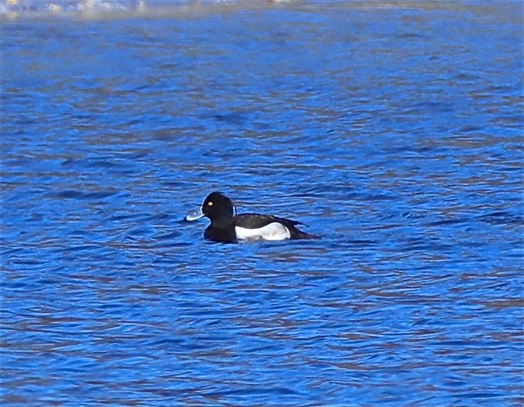 Tufted Duck - ML50993201