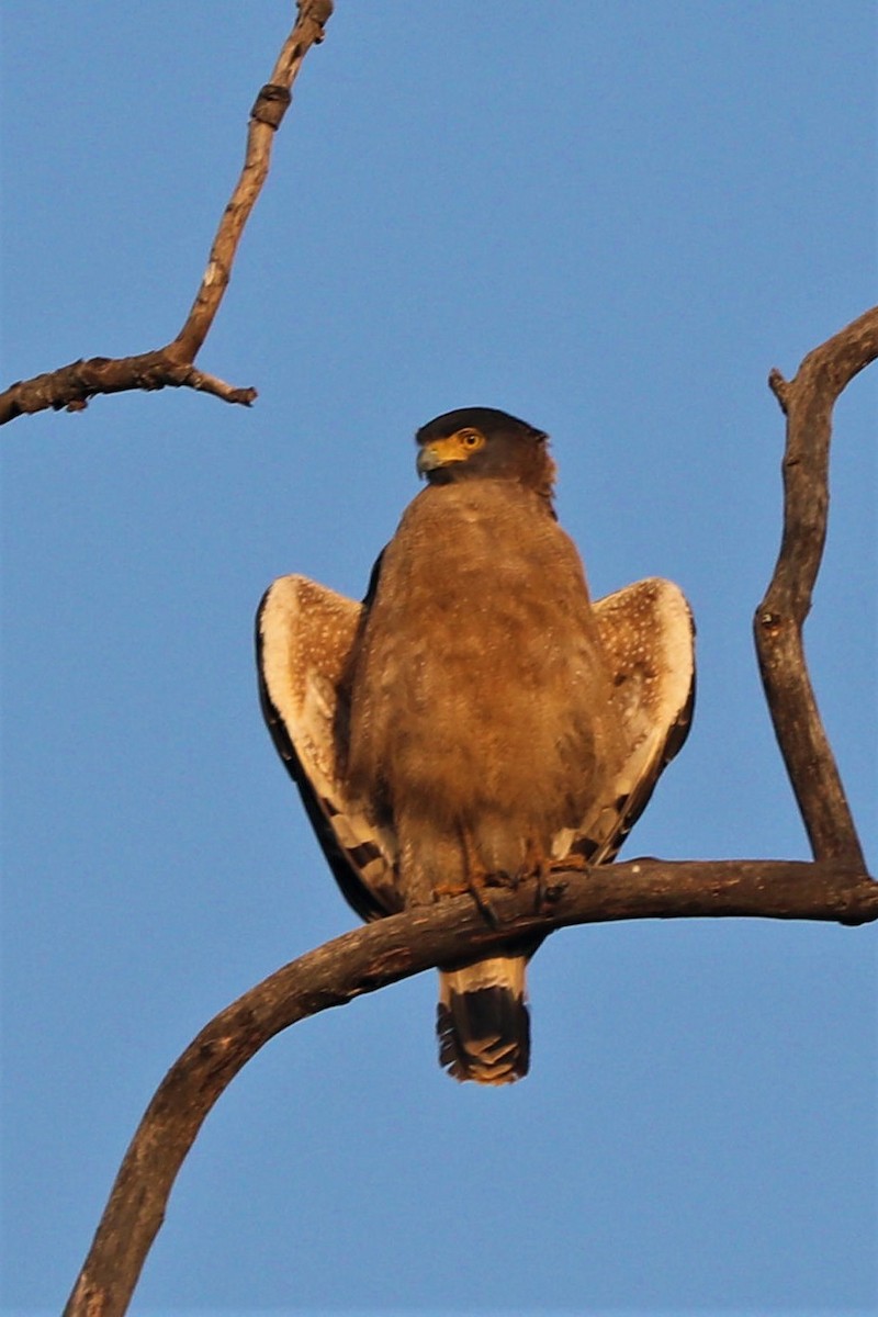 Crested Serpent-Eagle - ML509934171
