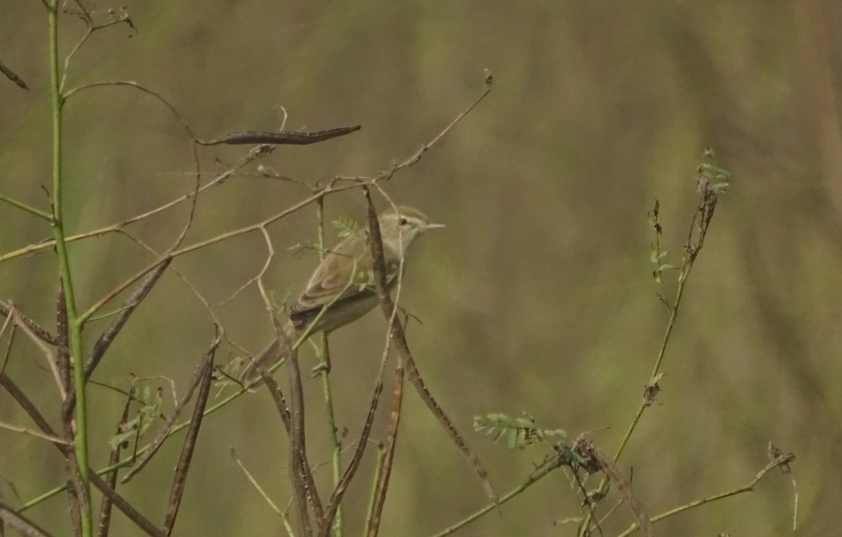 Booted Warbler - ML509934281